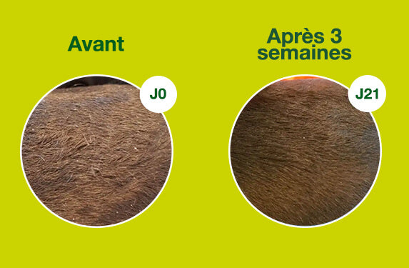 Before/after transformation: The initial photo exposes a dog's coat with visible scaling, dryness, and matted hair. In contrast, the after image reveals a remarkable turnaround with no sign of scaling and a healthy, shiny coat. Witness the rejuvenation and revitalization achieved after using DOUXO S3 SEB products.