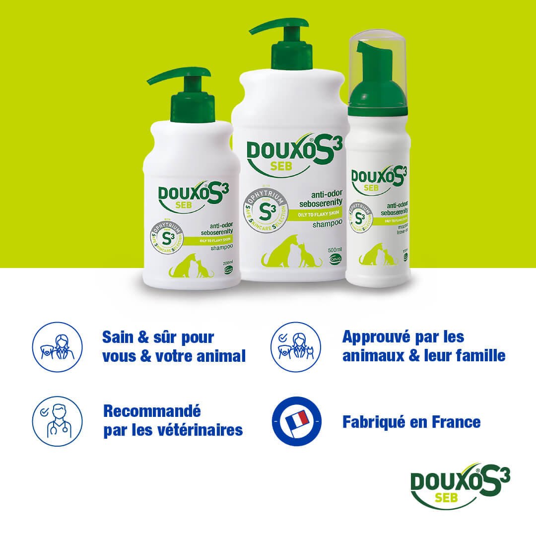 Pellicules et odeurs - Routine classique grand chien